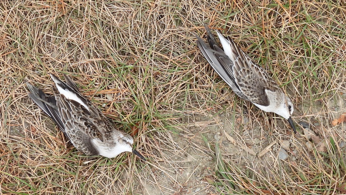 Semipalmated Sandpiper - ML624193825