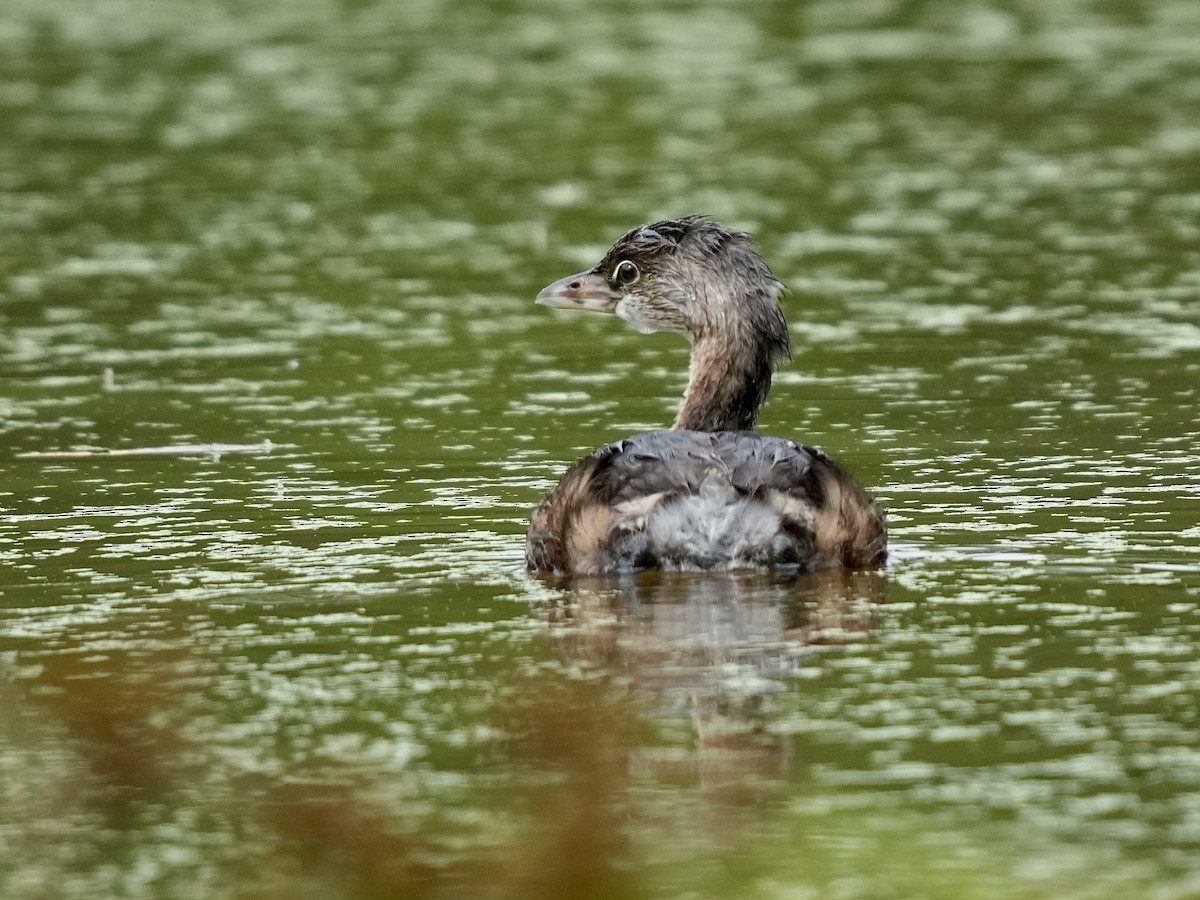 Pied-billed Grebe - ML624193834