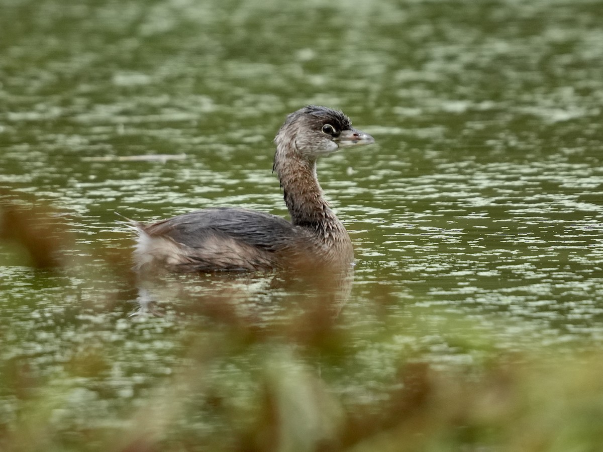 Pied-billed Grebe - ML624193835