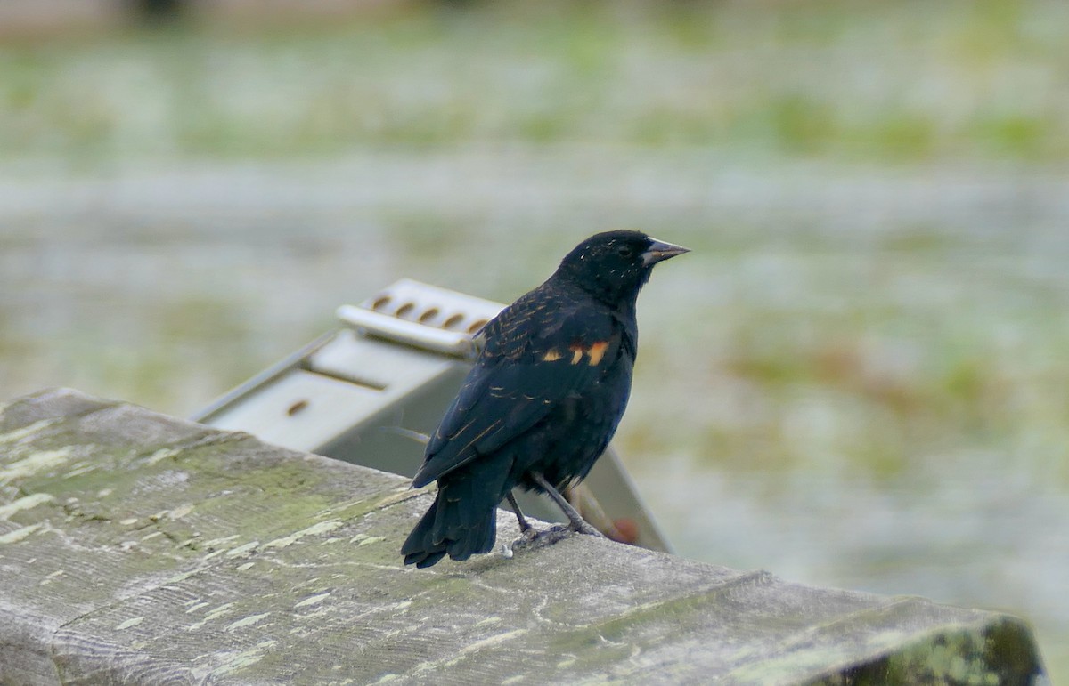 Red-winged Blackbird - ML624193839