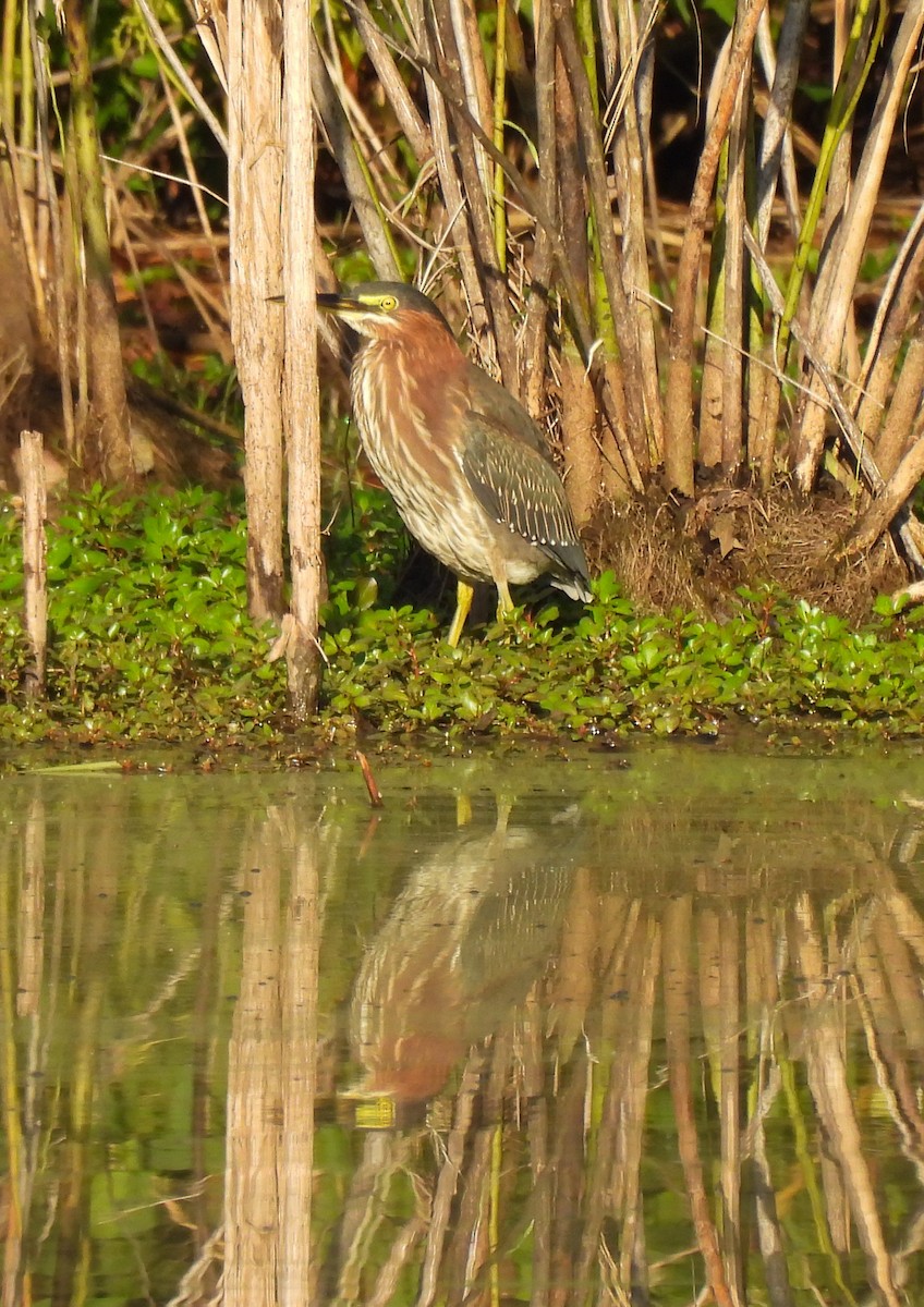 Green Heron - ML624193862