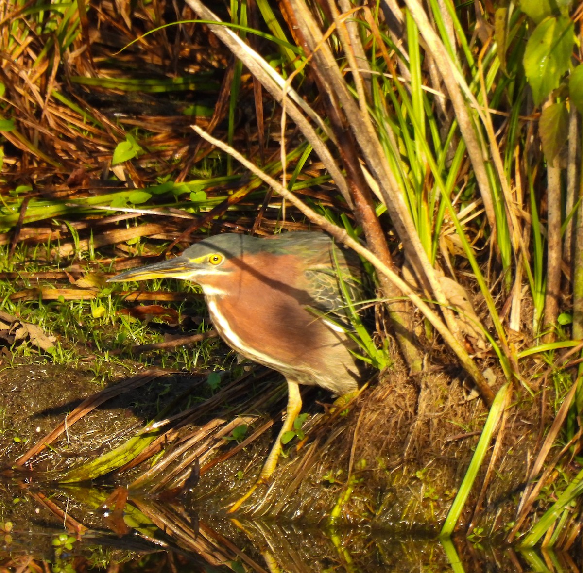 Green Heron - ML624193863