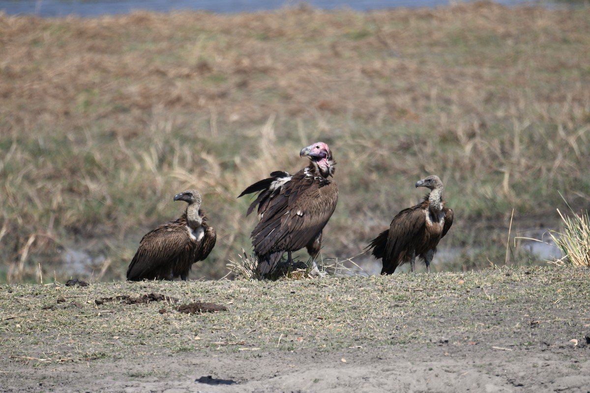 Lappet-faced Vulture - ML624193878