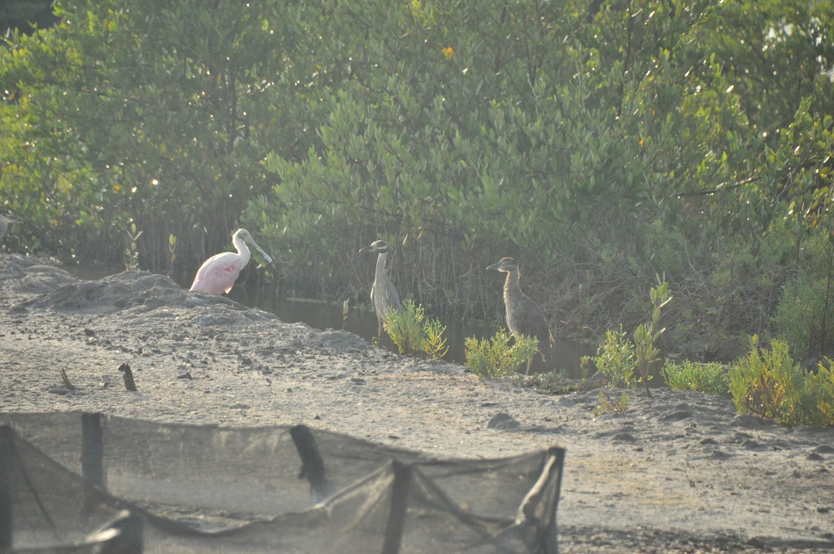 Yellow-crowned Night Heron - ML624193885