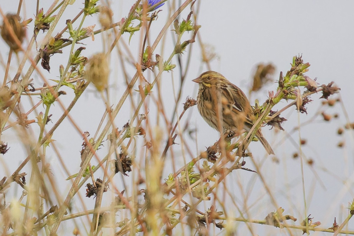 Savannah Sparrow - ML624193888
