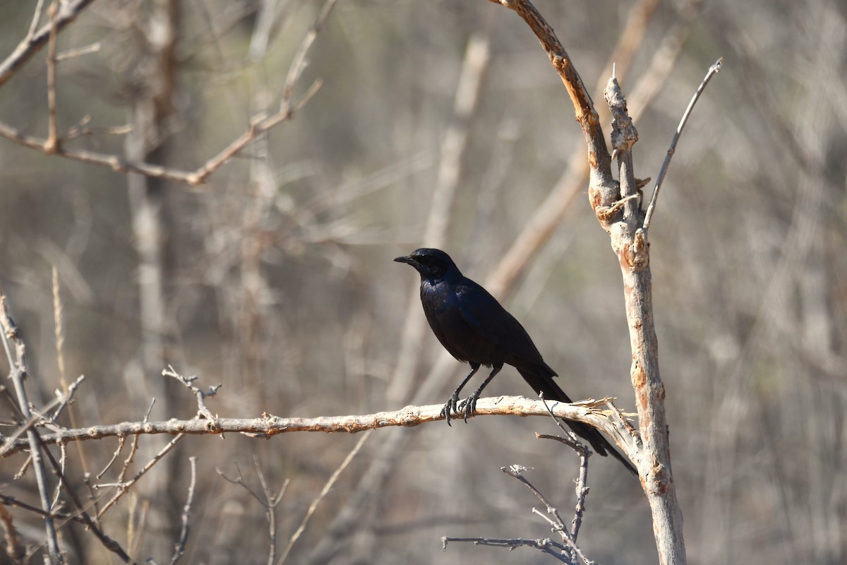 Meves's Starling - Philipp Straub