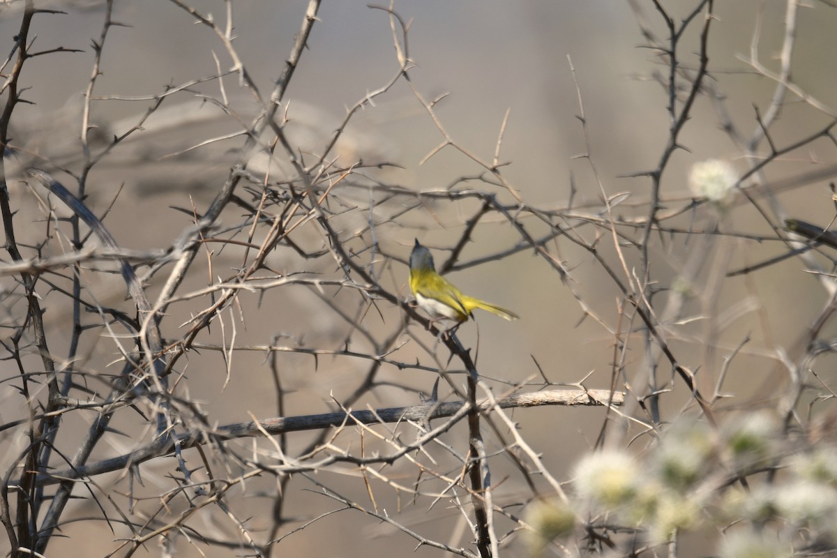 Apalis Pechigualdo - ML624193898