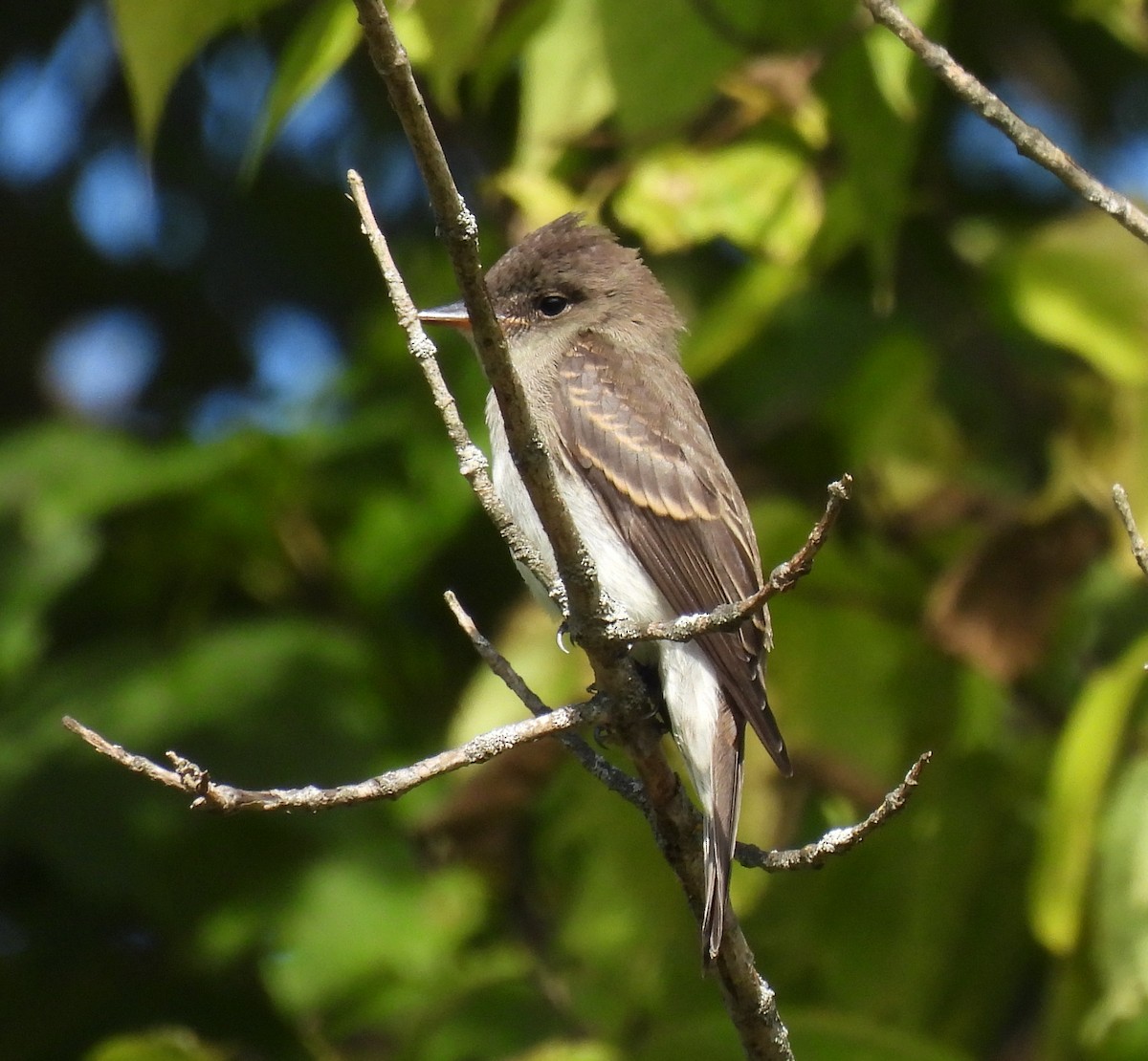 Eastern Wood-Pewee - ML624193907