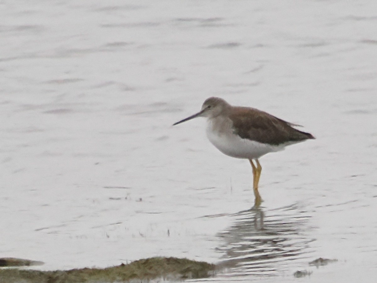 Greater Yellowlegs - ML624193912