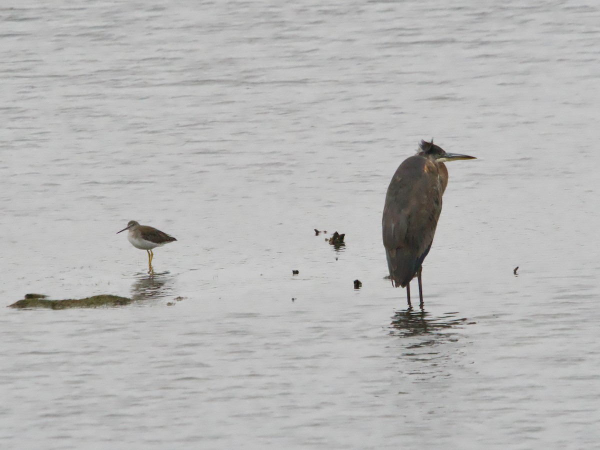 Greater Yellowlegs - ML624193913