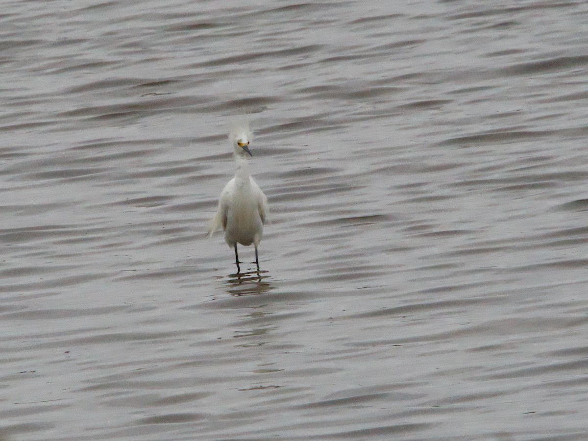 Snowy Egret - ML624193930