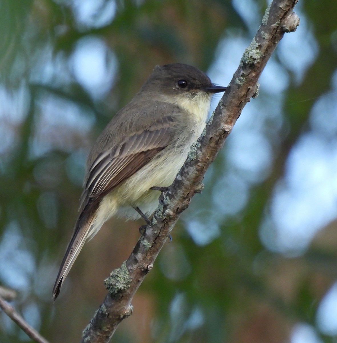 Eastern Phoebe - ML624193931