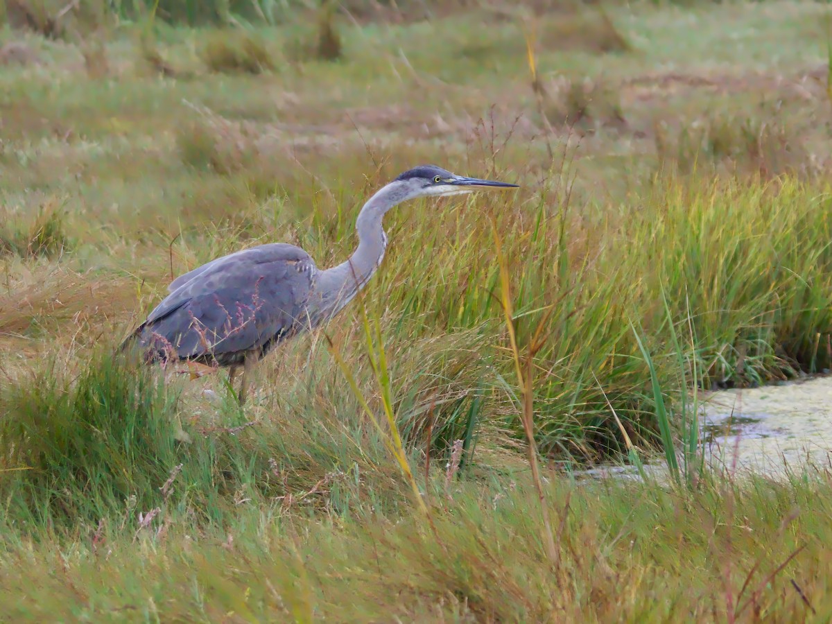 Great Blue Heron - ML624193968