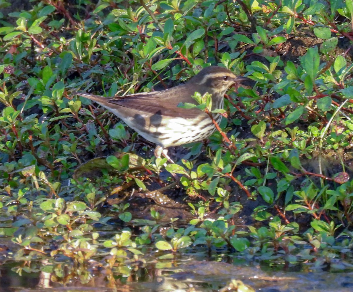 Northern Waterthrush - ML624193970