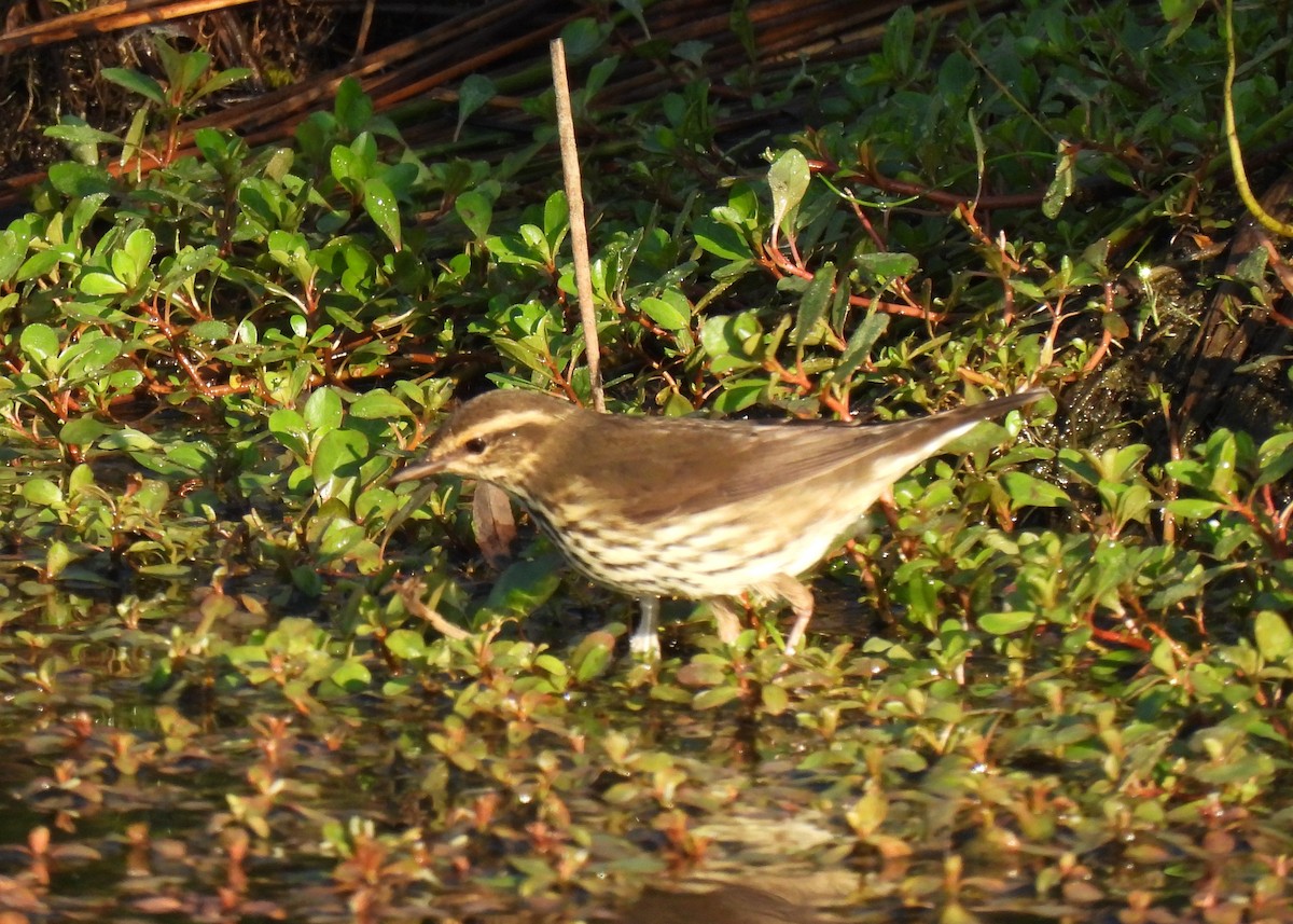 Northern Waterthrush - ML624193971