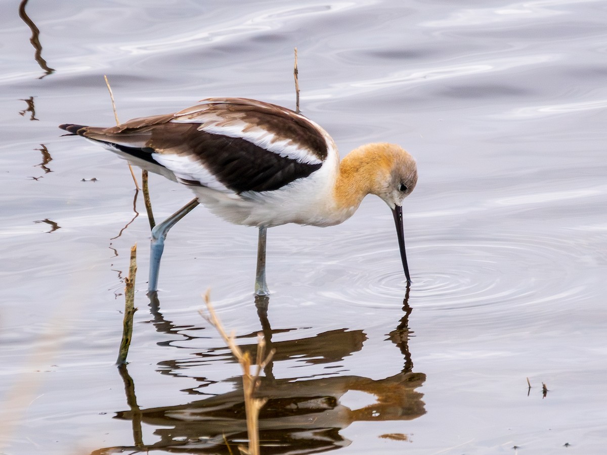 American Avocet - ML624193981