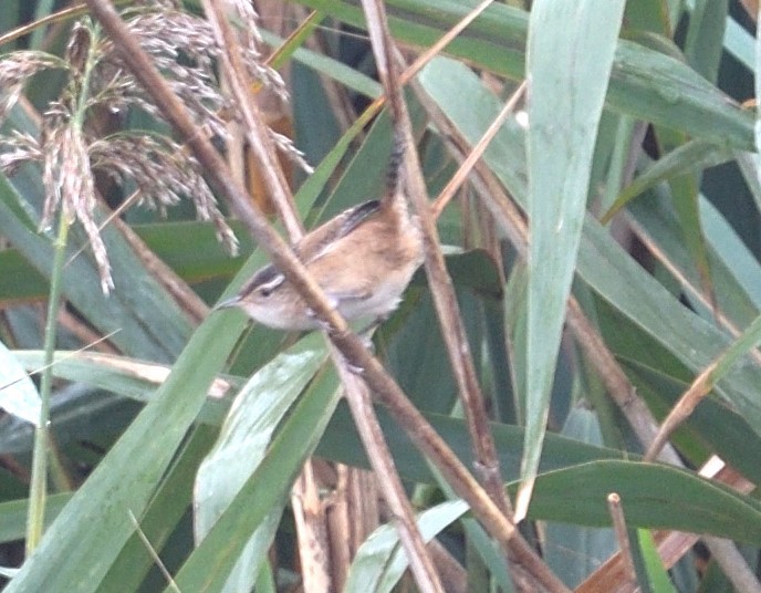 Marsh Wren - ML624193982