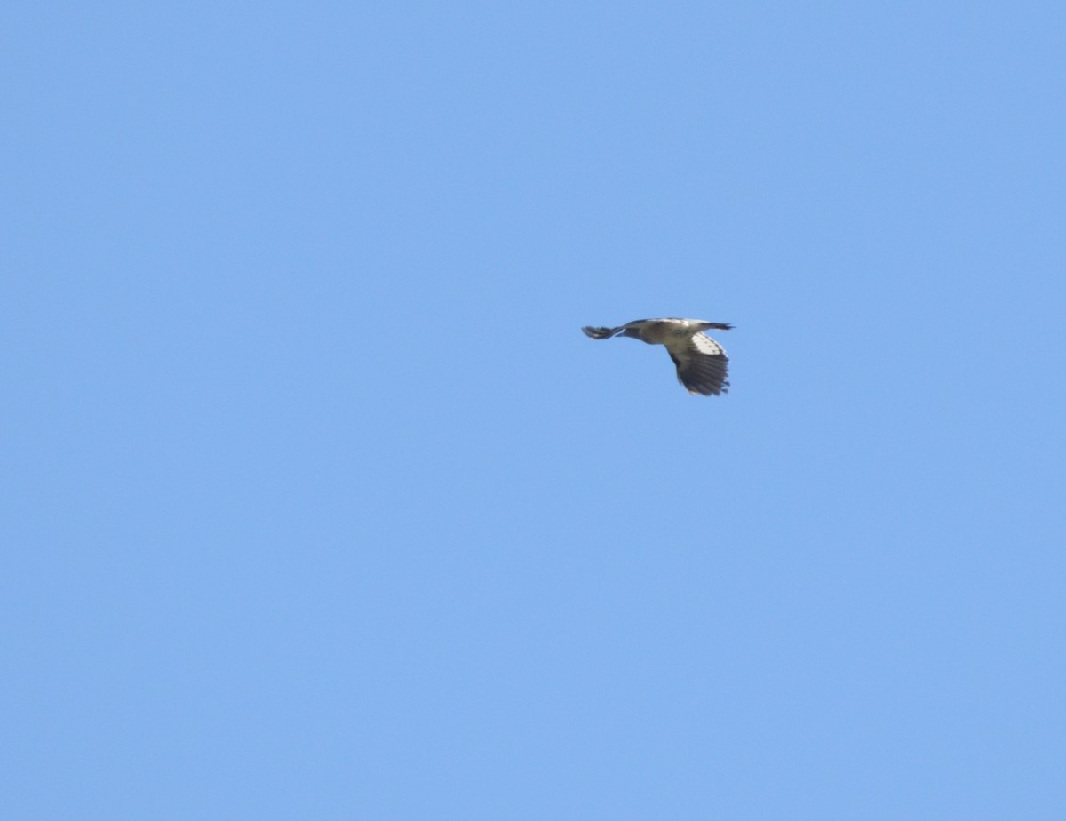 Red-headed Woodpecker - ML624193983