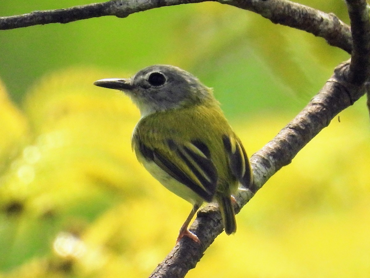 Short-tailed Pygmy-Tyrant - Lisa Schibley