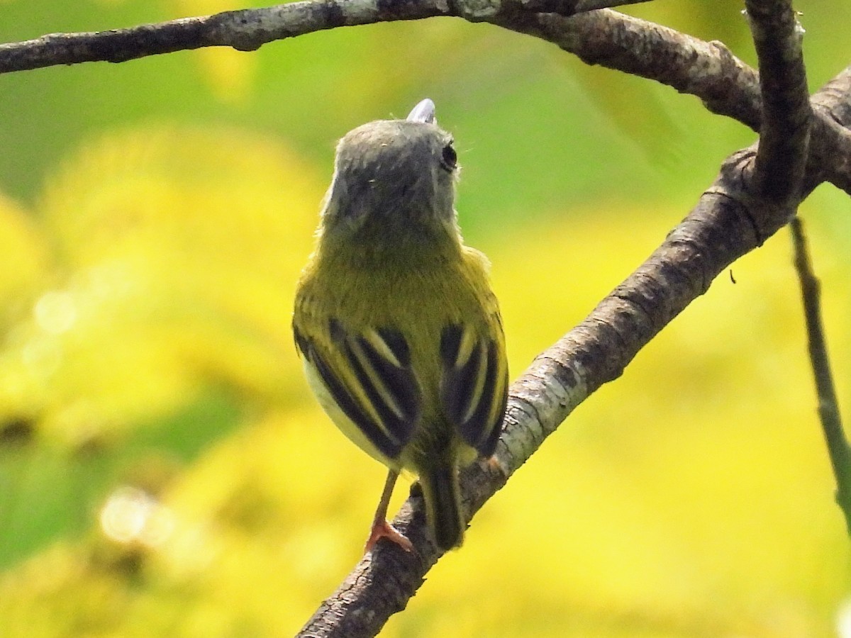 タンビコビトタイランチョウ - ML624194013