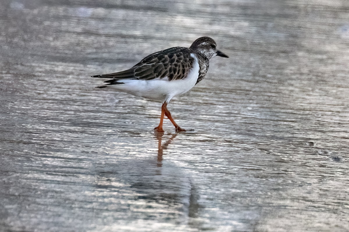 Ruddy Turnstone - ML624194015