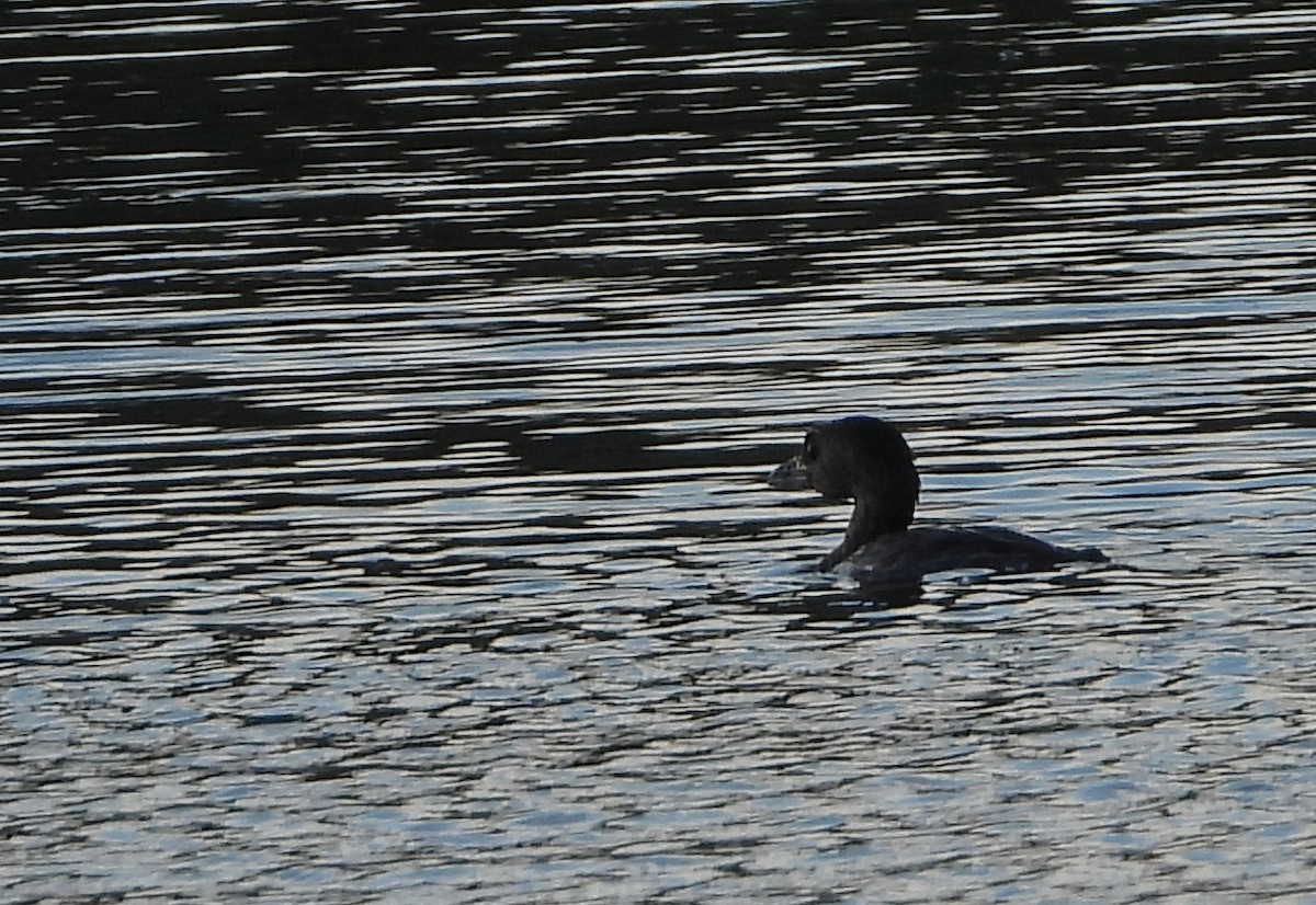 Pied-billed Grebe - ML624194022