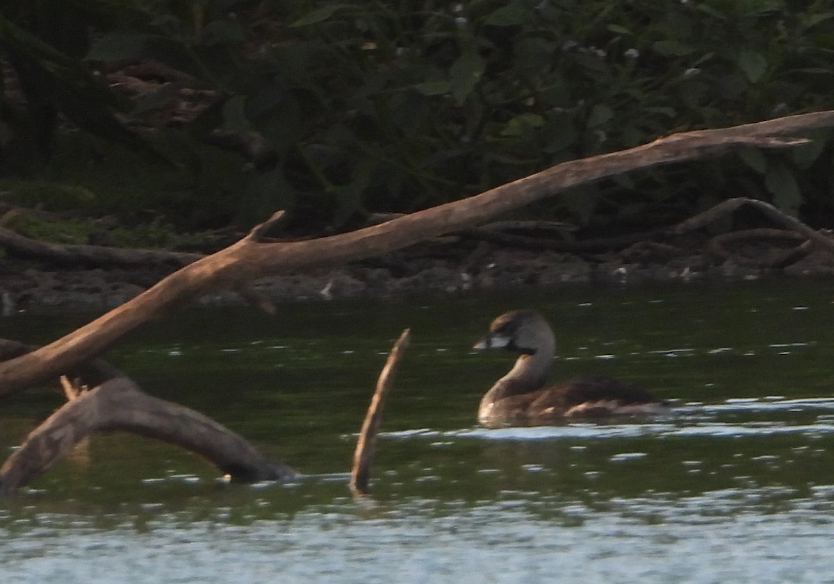 Pied-billed Grebe - ML624194023