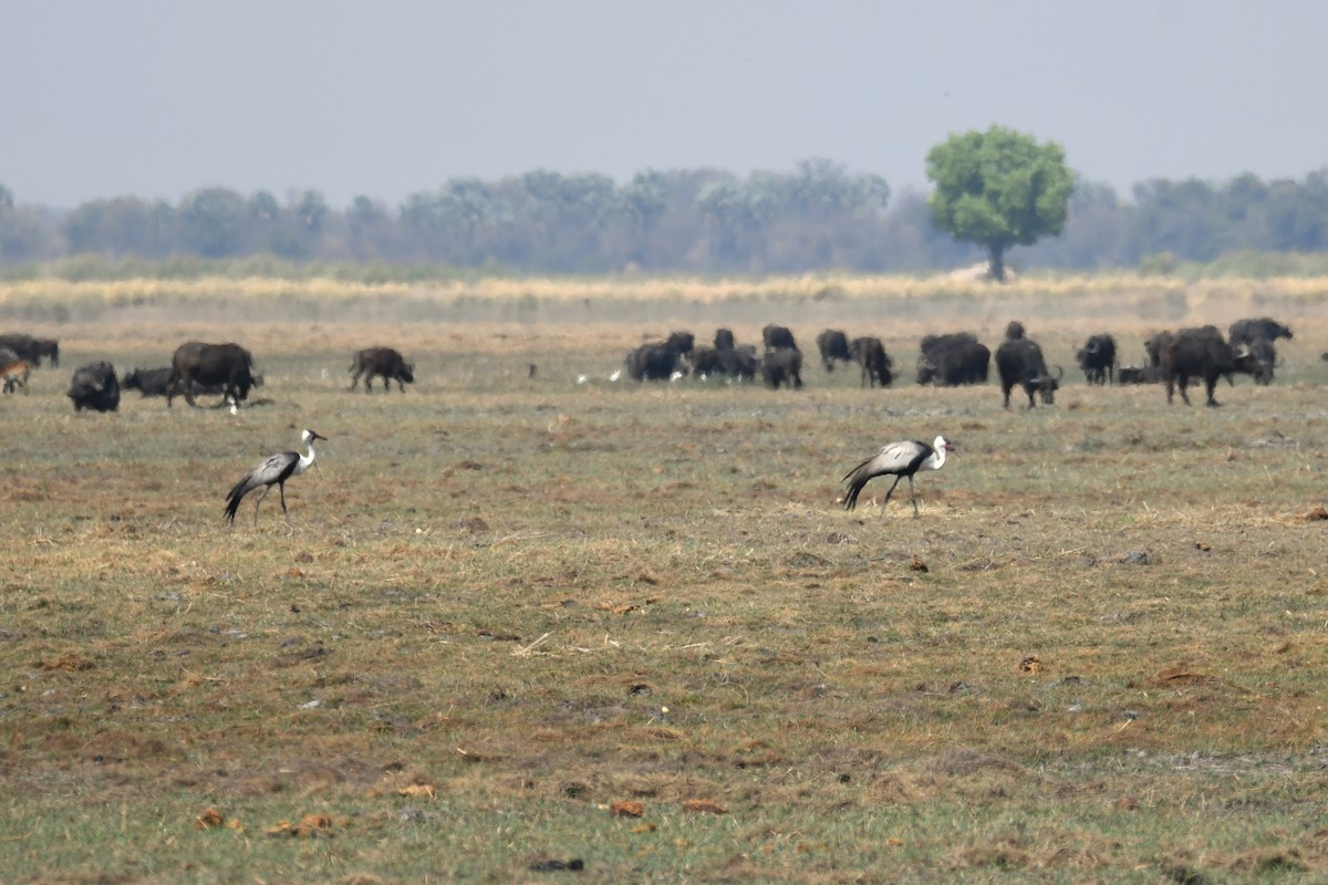 Wattled Crane - ML624194025