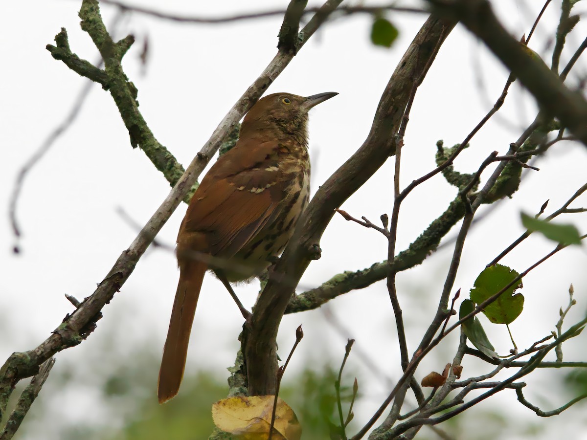 Brown Thrasher - ML624194034