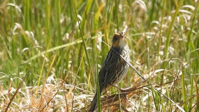 Bruant à queue aiguë - ML624194079