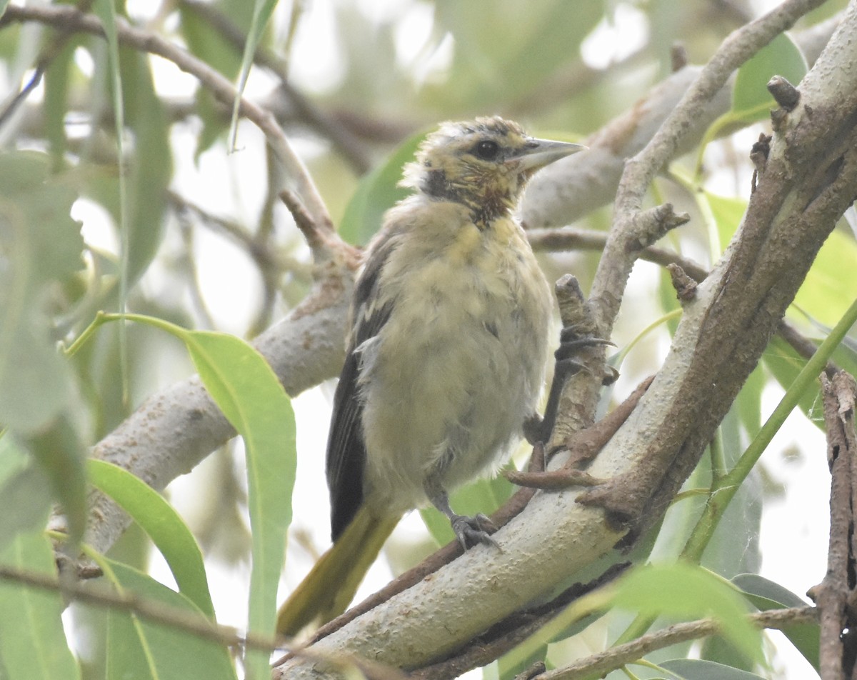 Bullock's Oriole - ML624194103