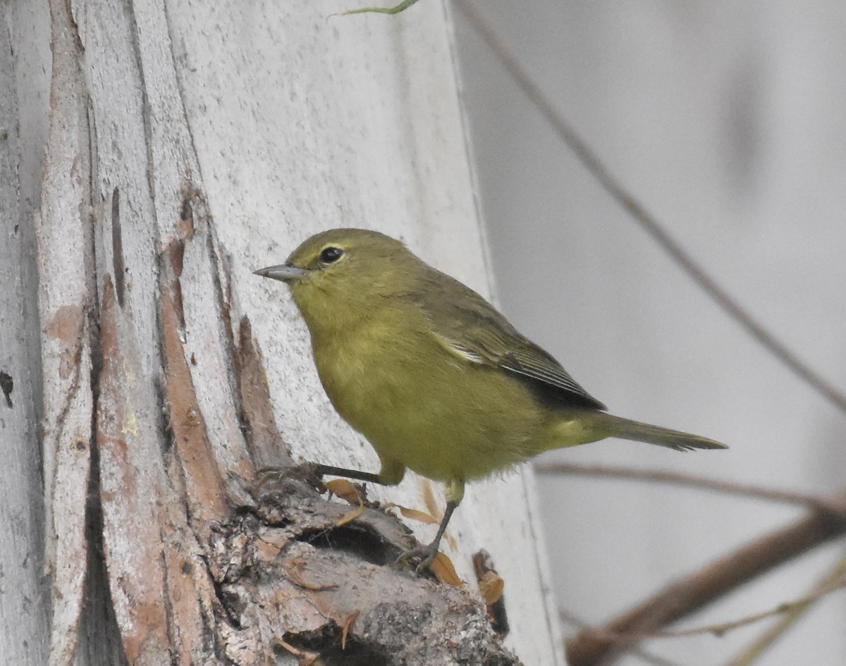 Orange-crowned Warbler - ML624194108