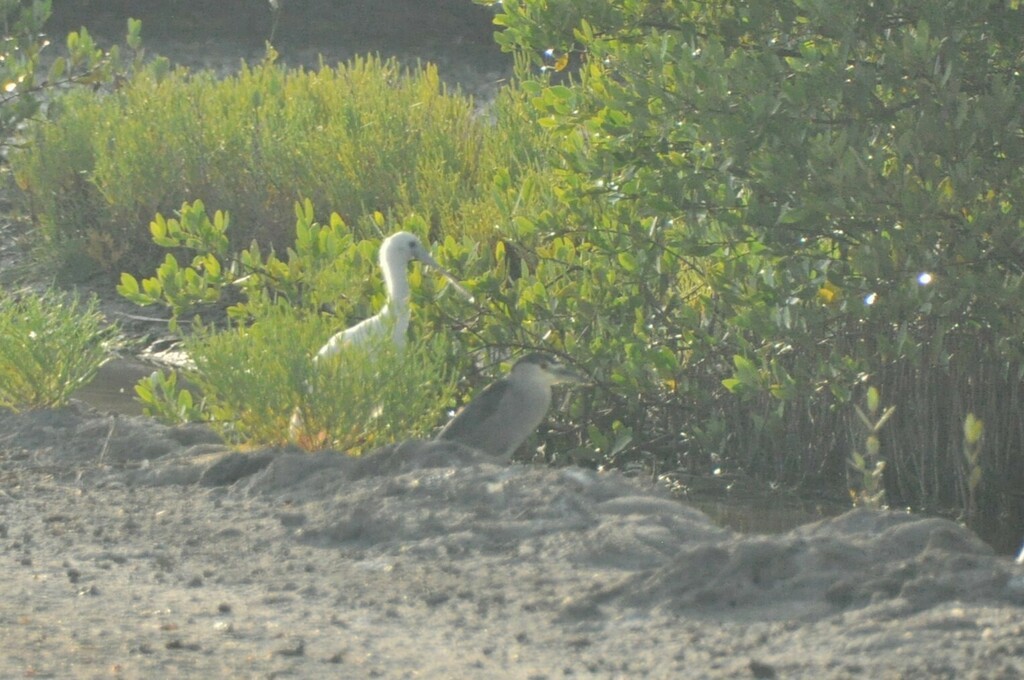 Roseate Spoonbill - ML624194112