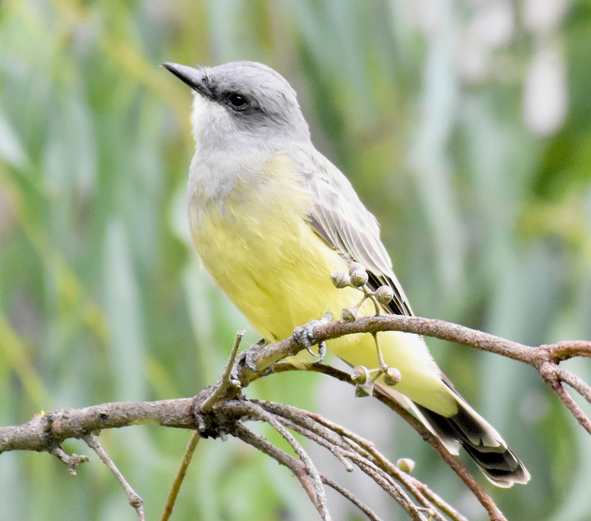 Cassin's Kingbird - ML624194116