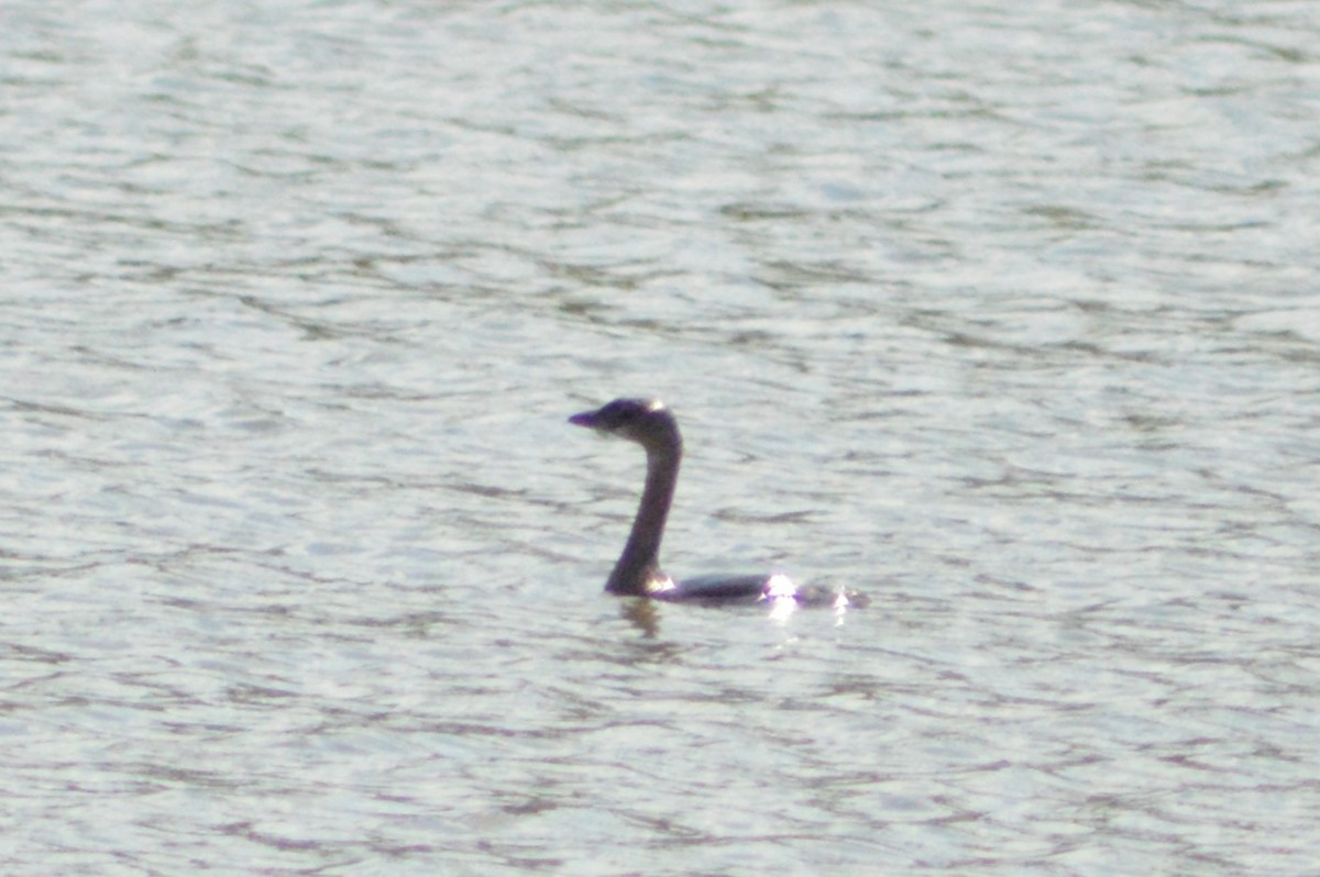 Pied-billed Grebe - ML624194139