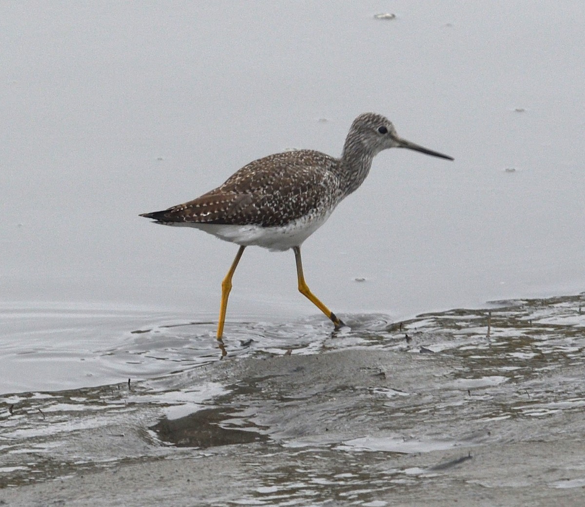 Greater Yellowlegs - David Gillen