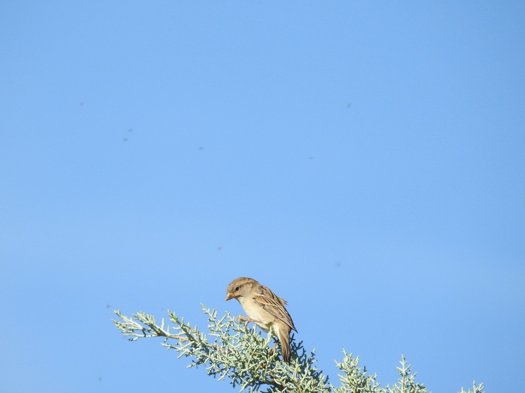 Moineau domestique - ML624194204