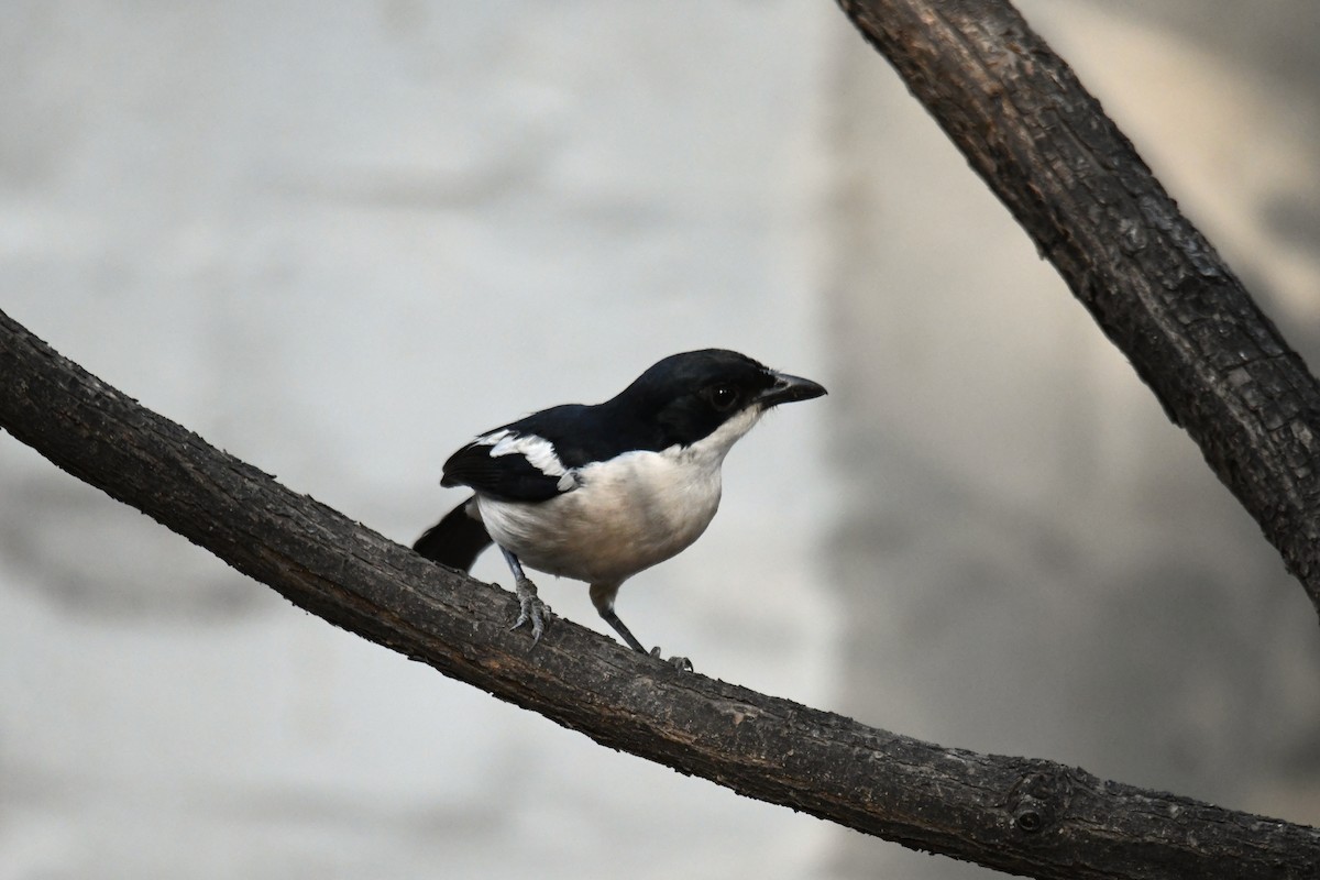 Tropical Boubou - ML624194211