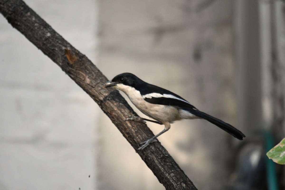 Tropical Boubou - ML624194212