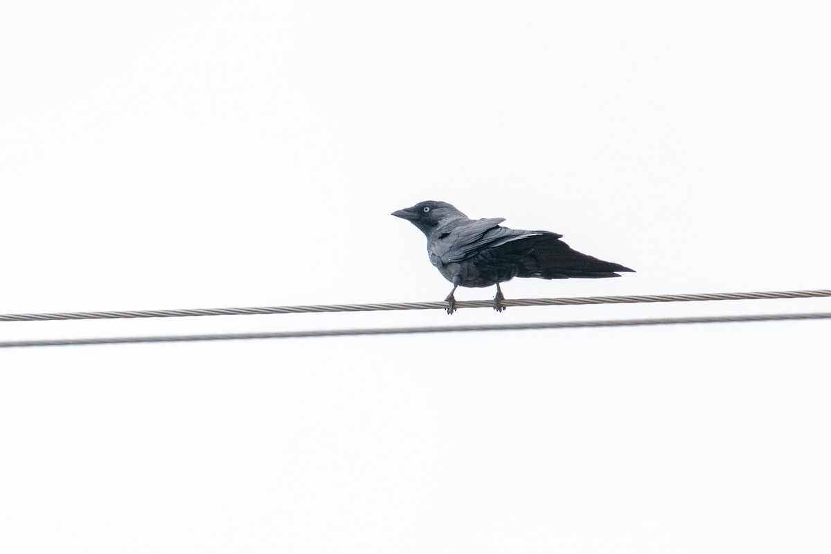 Eurasian Jackdaw - ML624194260