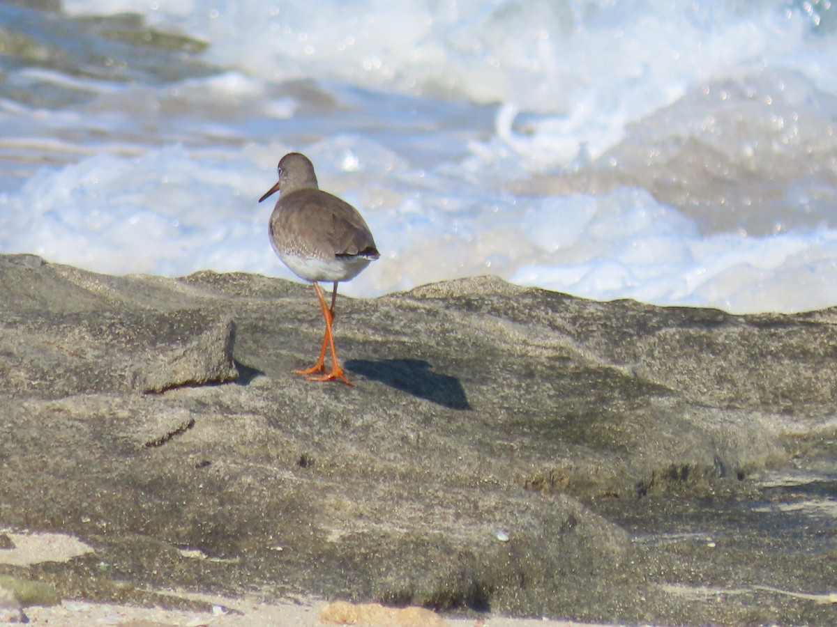 Common Redshank - ML624194292