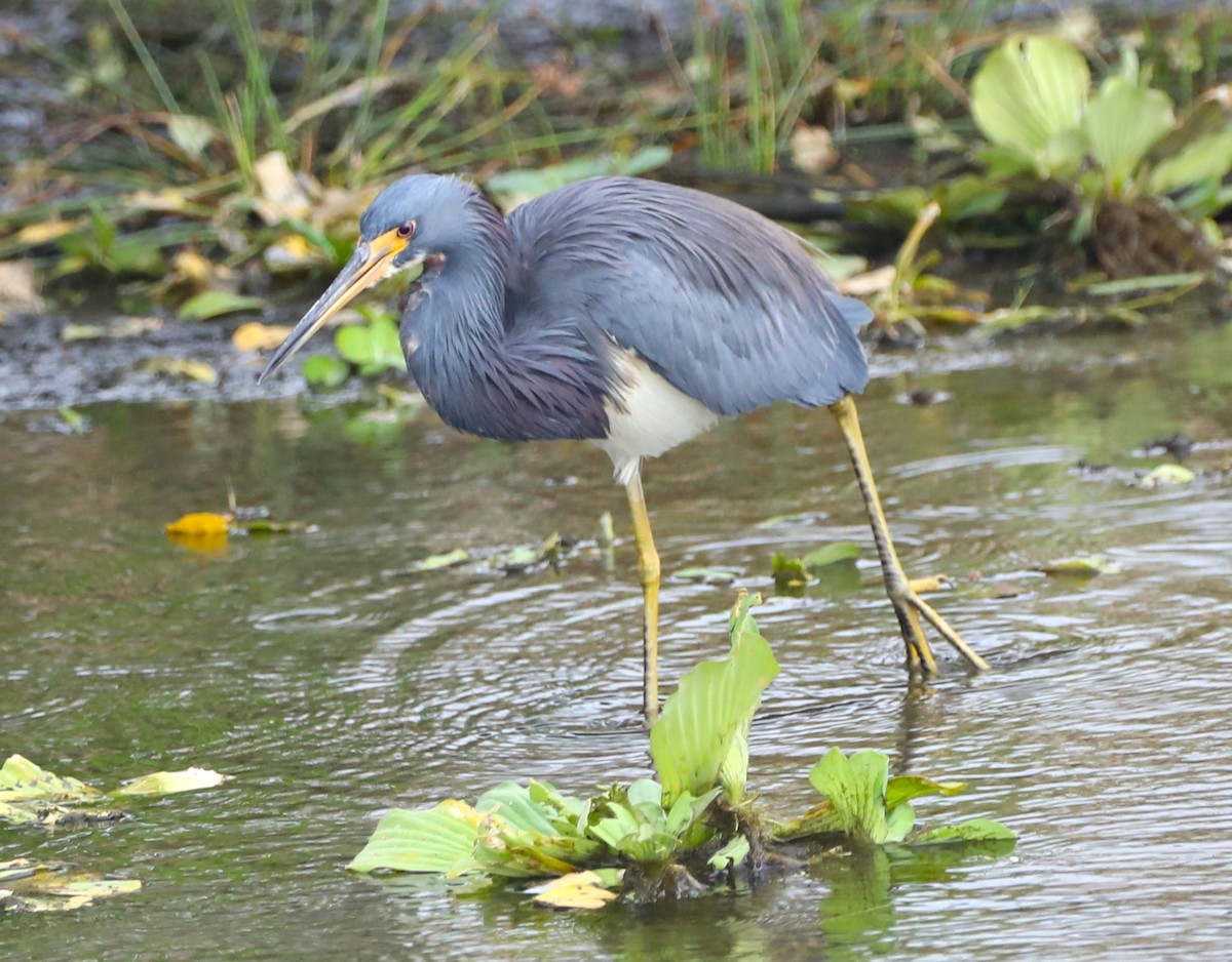 Tricolored Heron - ML624194297