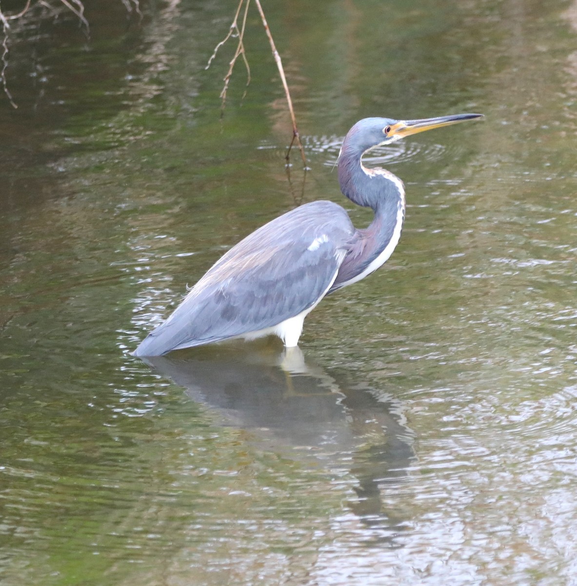 Tricolored Heron - ML624194298