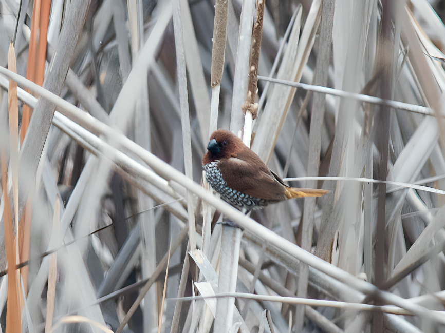 Scaly-breasted Munia - ML624194323