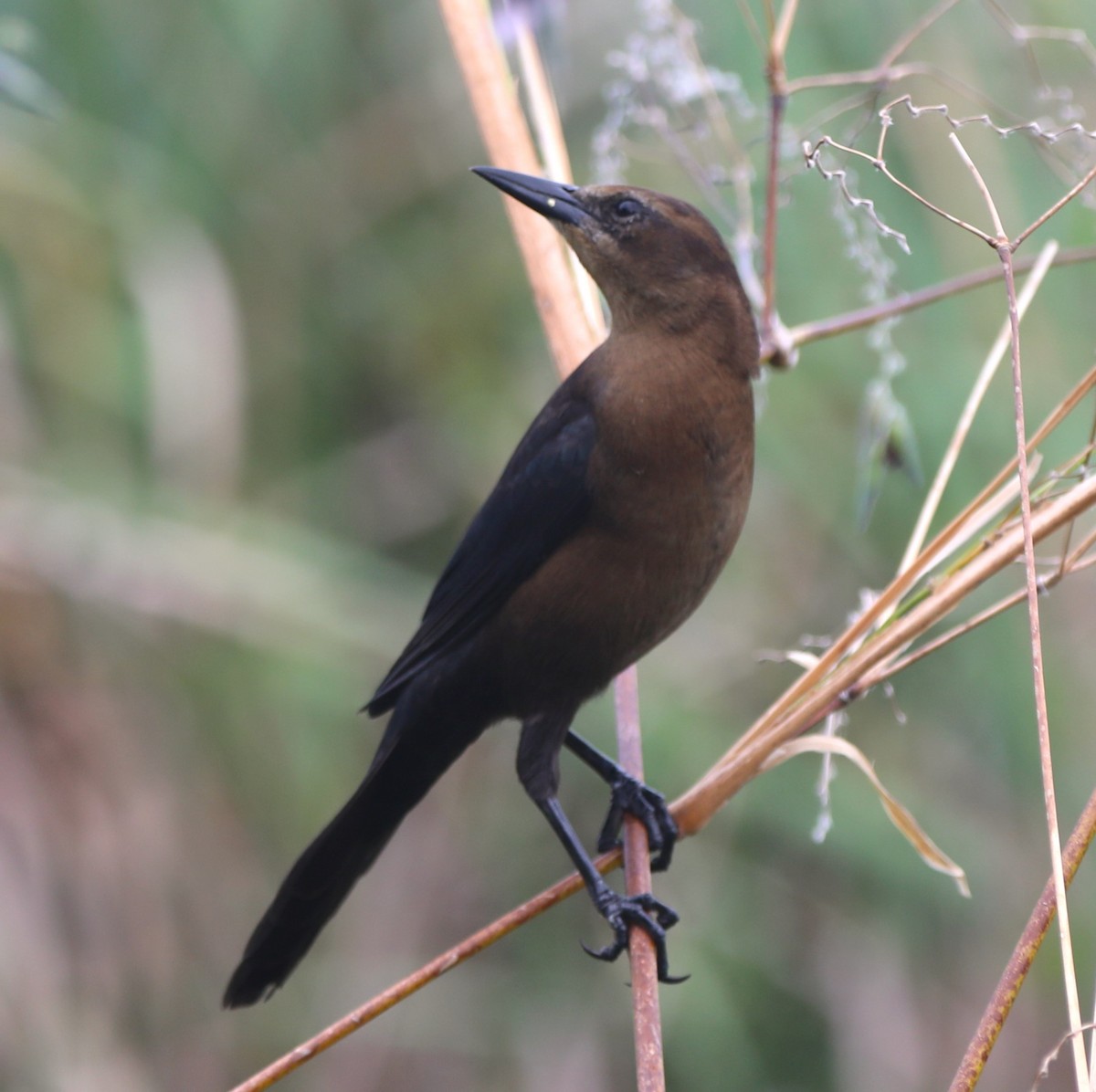 Boat-tailed Grackle - ML624194324