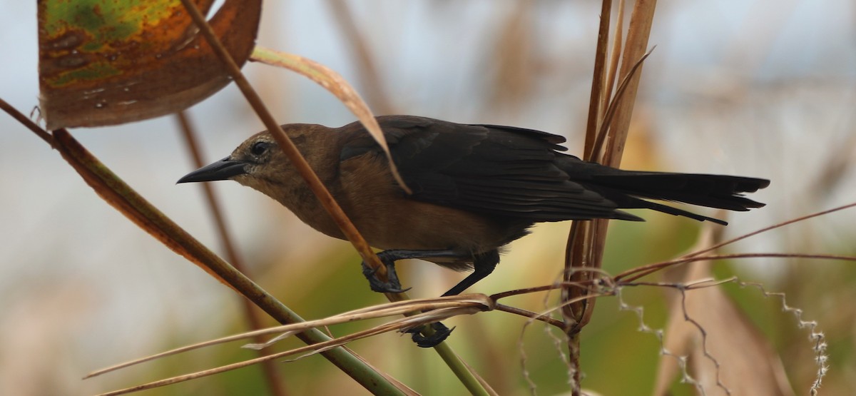 Boat-tailed Grackle - ML624194325