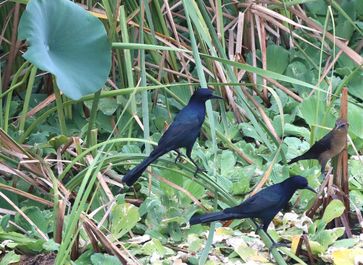 Boat-tailed Grackle - ML624194326