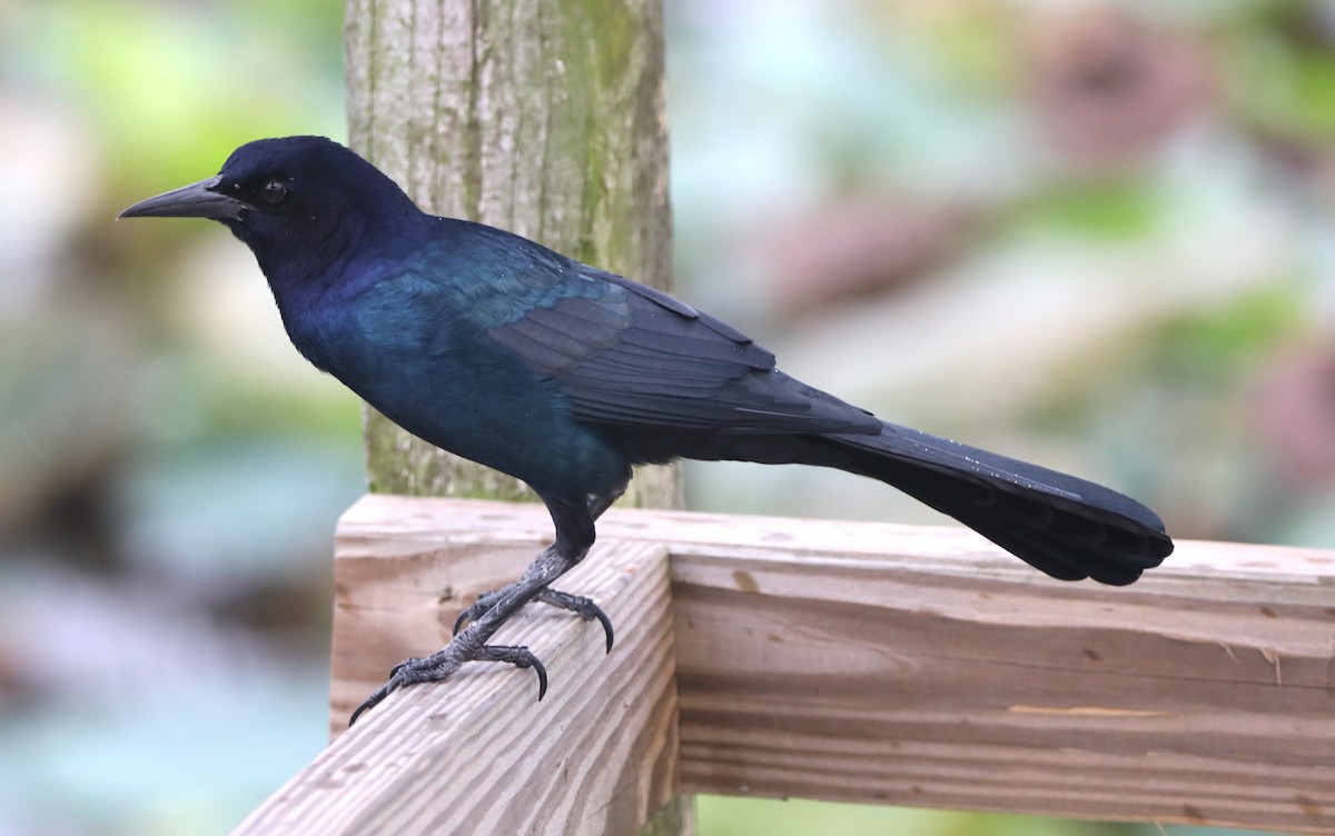 Boat-tailed Grackle - ML624194327