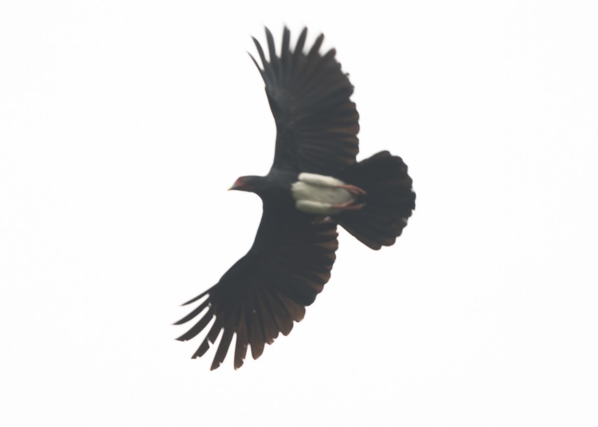 Red-throated Caracara - ML624194342