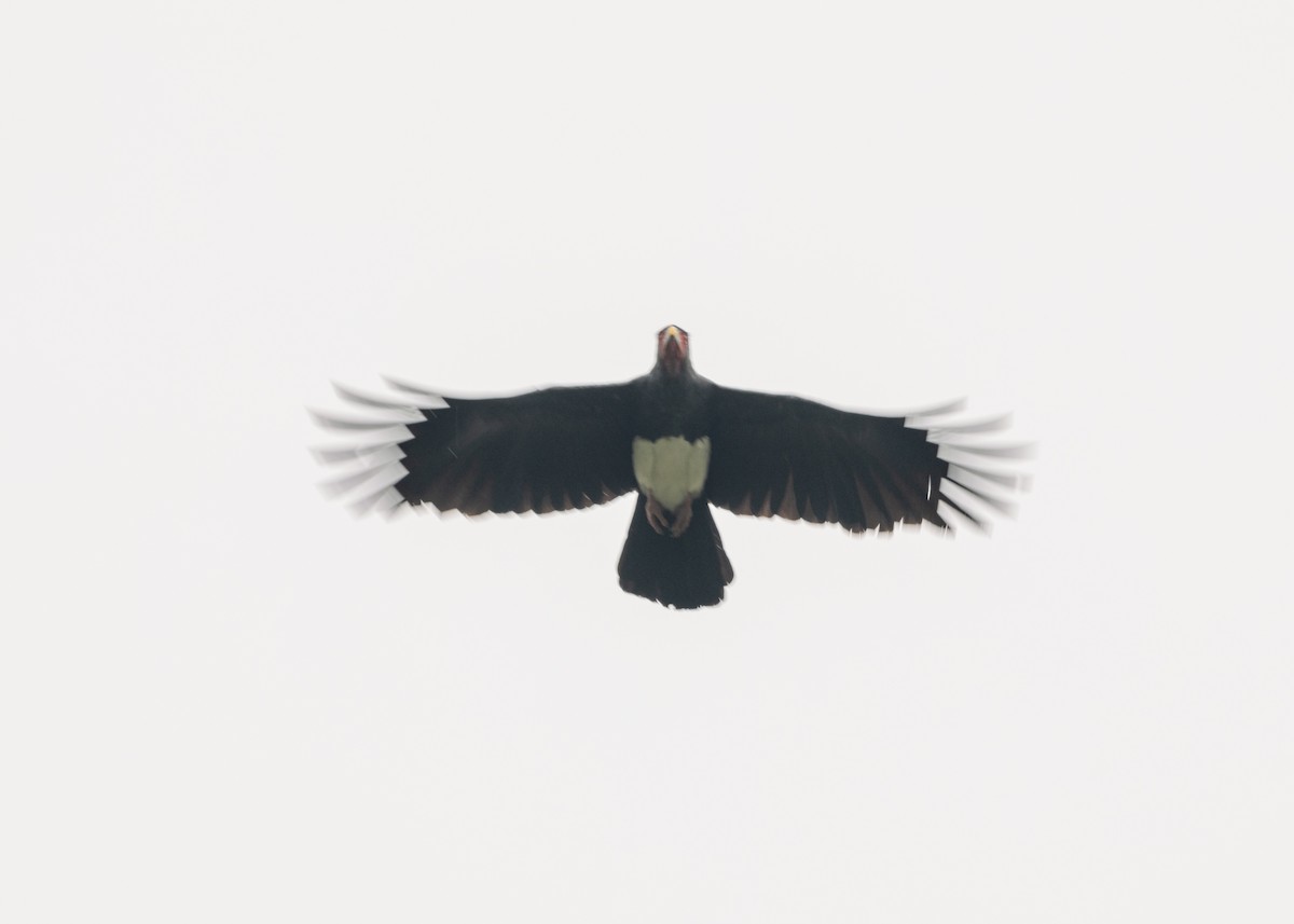 Red-throated Caracara - ML624194343